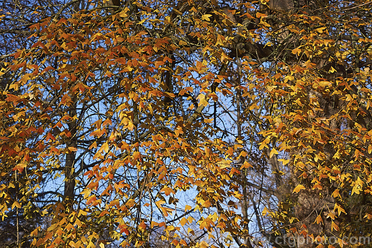 The last of the autumn foliage of the Three-toothed Maple (<i>Acer buergerianum</i>). This small deciduous tree is native to Japan and nearby parts of eastern China. Its leaves are small and very distinctive because they have only three lobes. Order: Sapindales, Family: Sapindaceae