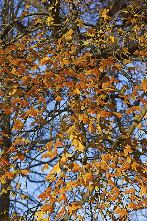 The last of the autumn foliage of the Three-toothed Maple (<i>Acer buergerianum</i>). This small deciduous tree is native to Japan and nearby parts of eastern China. Its leaves are small and very distinctive because they have only three lobes. Order: Sapindales, Family: Sapindaceae