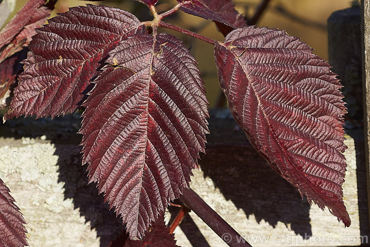 The autumn foliage of the Raspberry (<i>Rubus idaeus</i>), a 15-2m tall deciduous Eurasian shrub that forms a clump of erect, strong-growing canes that are bristly rather than prickly. Its white flowers appear in spring and develop quickly into the familiar edible red fruits. Raspberries are popular for eating fresh but the texture of the fruit does not appeal to all, so they are perhaps better known in pulped form, used as a flavouring.