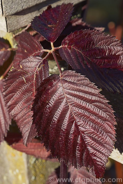 The autumn foliage of the Raspberry (<i>Rubus idaeus</i>), a 15-2m tall deciduous Eurasian shrub that forms a clump of erect, strong-growing canes that are bristly rather than prickly. Its white flowers appear in spring and develop quickly into the familiar edible red fruits. Raspberries are popular for eating fresh but the texture of the fruit does not appeal to all, so they are perhaps better known in pulped form, used as a flavouring.