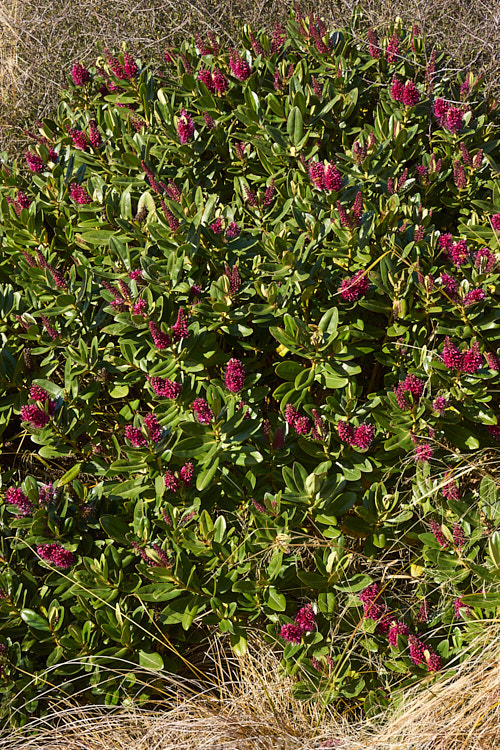 Titirangi or Napuka (<i>Veronica speciosa</i> [syn. <i>Hebe speciosa</i>]), a long-flowering and showy New Zealand evergreen shrub found in coastal parts of the North Island and the far north of the South Island It grows to around 1.2m tall x 1.5m wide and is the parent of many popular garden hybrids and cultivars. Order: Lamiales, Family: Plantaginaceae