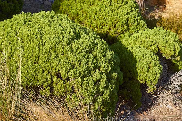 Cypress Hebe (<i>Veronica cupressoides</i> [syn. <i>Hebe cupressoides</i>, <i>Leonohebe cupressoides</i>]), an evergreen, summer-flowering shrub native to the eastern South Island of New Zealand, where it occurs at elevations up to 1500m. The small pale blue flowers are often largely hidden by the fine, conifer-like foliage. Order: Lamiales, Family: Plantaginaceae