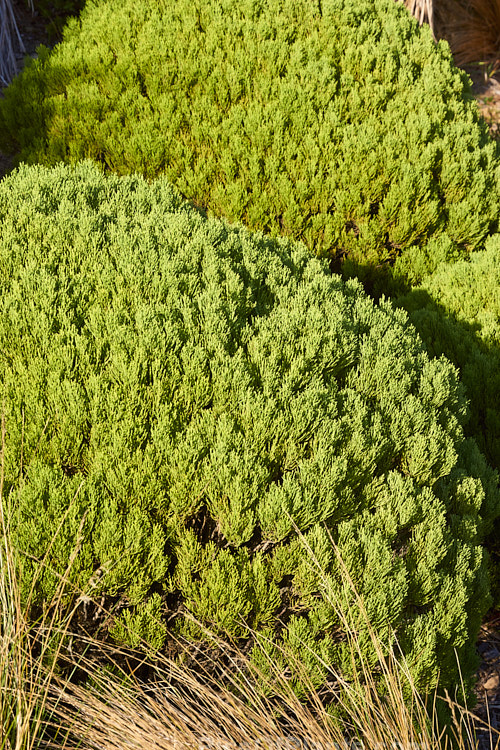 Cypress Hebe (<i>Veronica cupressoides</i> [syn. <i>Hebe cupressoides</i>, <i>Leonohebe cupressoides</i>]), an evergreen, summer-flowering shrub native to the eastern South Island of New Zealand, where it occurs at elevations up to 1500m. The small pale blue flowers are often largely hidden by the fine, conifer-like foliage. Order: Lamiales, Family: Plantaginaceae