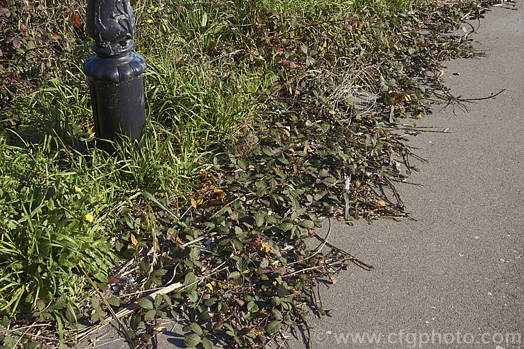 Blackberry (<i>Rubus fruticosus aggregate</i>) growing wild and starting to spread out over asphalt. This is a strong-growing, deciduous bramble with very thorny stems and deliciously tart fruit. It is widely naturalised in the temperate zones and often considered a weed. The specific status of the blackberry is undecided and it may be a natural hybrid of several Eurasian and/or North American species.