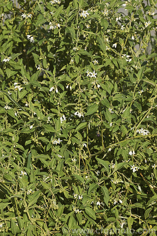 Velvety Nightshade (<i>Solanum chenopodioides</i>), a sprawling perennial or subshrub native to southern Africa, southern North America and South America. It is similar to Solanum nigrum and considered a weed