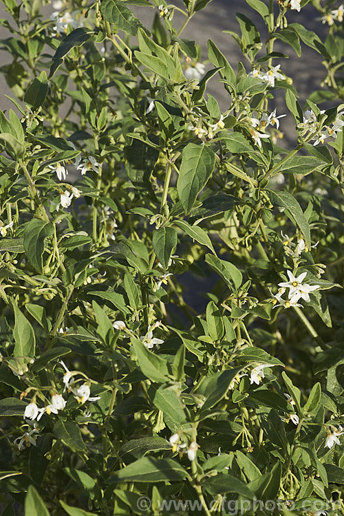 Velvety Nightshade (<i>Solanum chenopodioides</i>), a sprawling perennial or subshrub native to southern Africa, southern North America and South America. It is similar to Solanum nigrum and considered a weed.