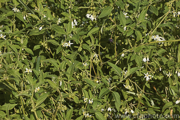 Nightshade (<i>Solanum chenopodioides</i>), a sprawling perennial or subshrub native to southern Africa, southern North America and South America. It is similar to Solanum nigrum and considered a weed