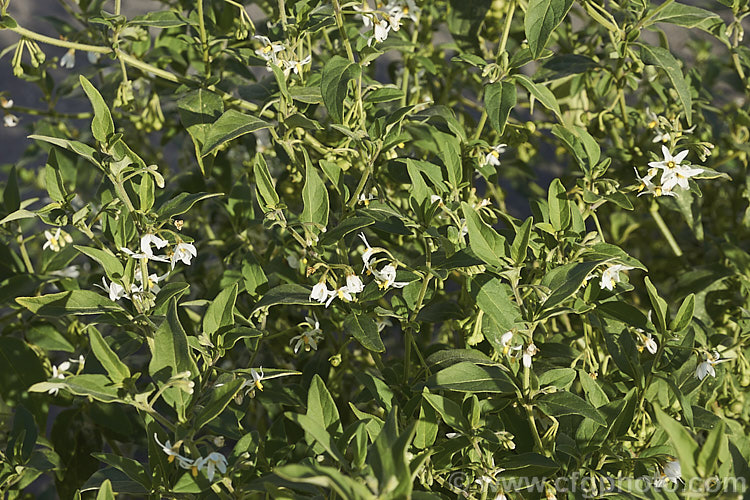 Velvety Nightshade (<i>Solanum chenopodioides</i>), a sprawling perennial or subshrub native to southern Africa, southern North America and South America. It is similar to Solanum nigrum and considered a weed
