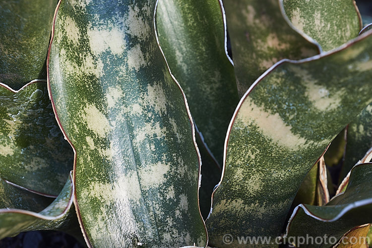 Sansevieria kirkii var. pulchra, an evergreen xerophytic perennial native to eastern Africa. Its flat leaves, which are up to 70cm long, are often held flat to the ground, rather than erect like most. Sansevieria species. Variety pulchra differs from the species in having white-edged and spotted leaves. sansevieria-2484htm'>Sanseviera.