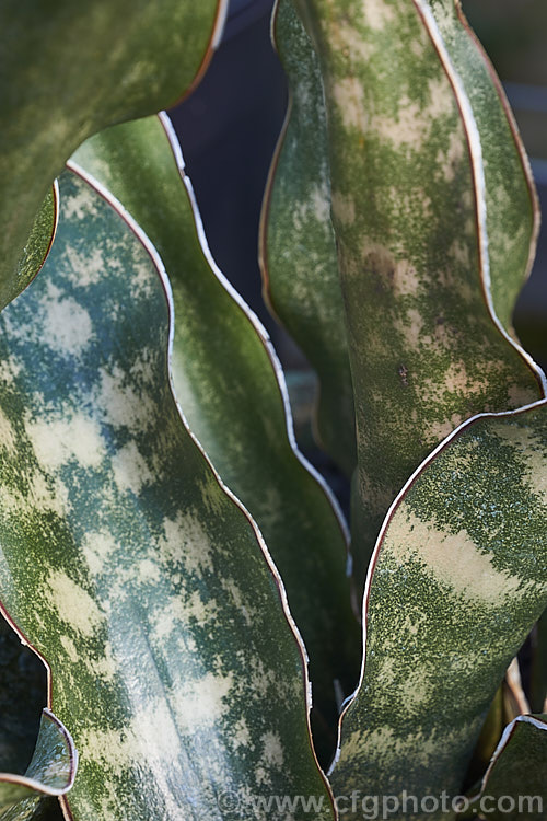 Sansevieria kirkii var. pulchra, an evergreen xerophytic perennial native to eastern Africa. Its flat leaves, which are up to 70cm long, are often held flat to the ground, rather than erect like most. Sansevieria species. Variety pulchra differs from the species in having white-edged and spotted leaves. sansevieria-2484htm'>Sanseviera.