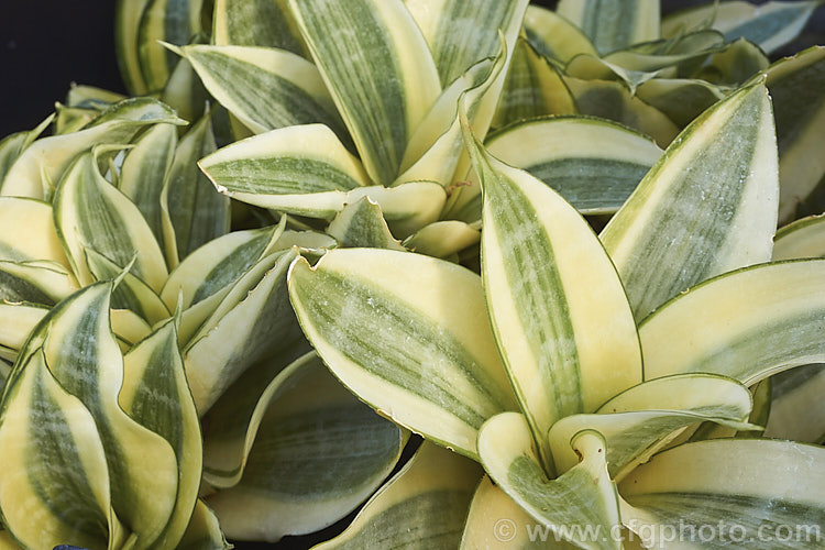 Sansevieria trifasciata 'Golden Hahnii', one of the many cultivars of Bowstring. Hemp or Mother-in-Law's Tongue, a xerophytic fibrous-leafed perennial native to Nigeria, 'Golden Hahnii' is a dwarf, boldly variegated form of the popular cultivar 'Hahnii'. sansevieria-2484htm'>Sanseviera.