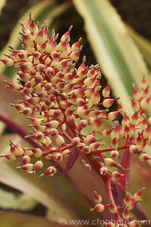 <i>Aechmea</i> 'Shining Light' (<i>Aechmea fulgens</i> var. <i>discolor</i> x <i>Aechmea ramosa</i>), a hybrid raised by Bullis of Florida. It has reddish-bronze foliage and while the true flowers are small and short-lived, the brightly coloured flower stem is showy over a long season. Order: Poales, Family: Bromeliaceae