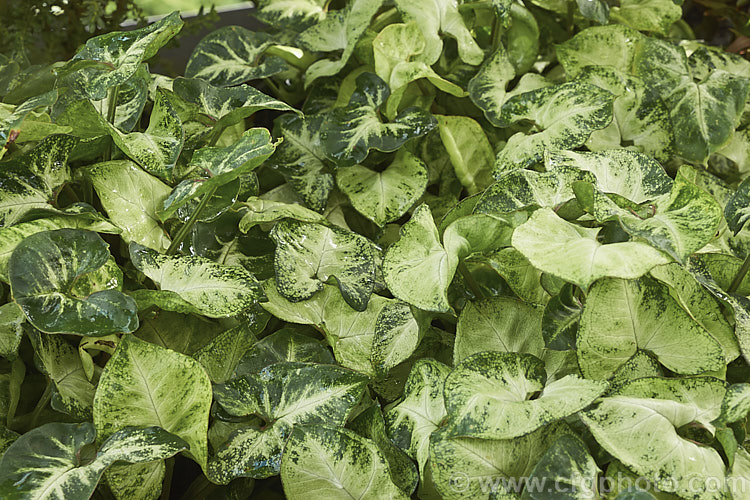 Syngonium 'Pixie', a compact dwarf, boldly variegated hybrid or cultivar of Syngonium podophyllum. It is sometimes known as Butterfly Plant