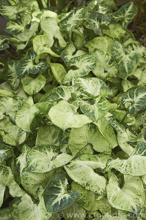 Syngonium 'Pixie', a compact dwarf, boldly variegated hybrid or cultivar of Syngonium podophyllum. It is sometimes known as Butterfly Plant