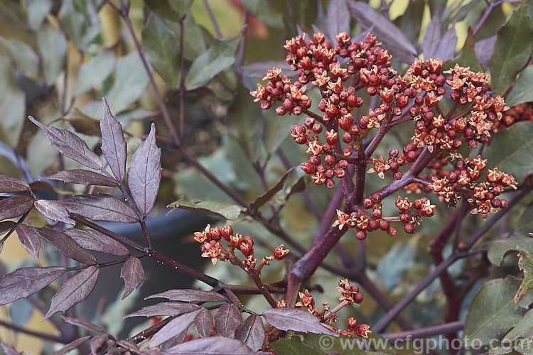Leea guineensis (syn. Leea coccinea</i>) 'Rubra', a purple-red-foliaged cultivar of West Indian. Holly, an evergreen, 25m tall shrub that despite its common name is actually a native of Myanmar. Its leaves are sometimes toothed and outside the tropics this plant is most often seen as a house or greenhouse plant. Its small coral pink flowers are followed by light red berries. leea-3069htm'>Leea. .