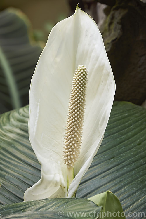 Spathiphyllum commutatum, a large-growing, large-flowered Peace. Lily native to Indonesia and the Philippines. It grows to around 15m tall with 50cm long leaves and 24cm flower spathes. spathiphyllum-2500htm'>Spathiphyllum.
