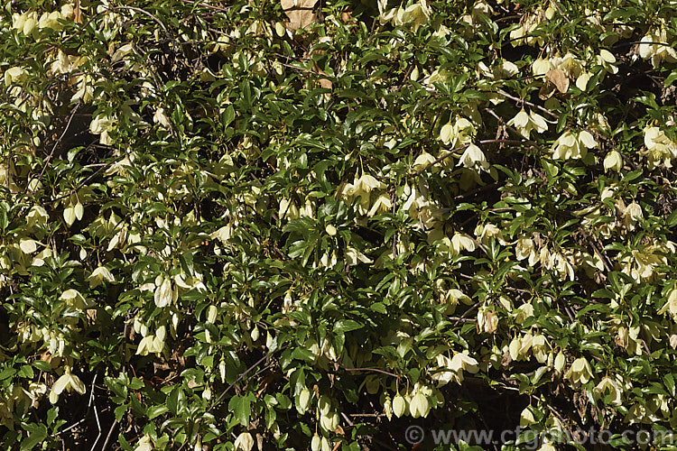 <i>Clematis cirrhosa</i> 'Wisley Cream', a cultivar of a small-flowered, winter to spring blooming, evergreen climber native to southern Europe. Its flowers are a little larger than those of the species and lack the purple spotting often seen with the species. The flowers are often mildly scented. Order: Ranunculales, Family: Ranunculaceae