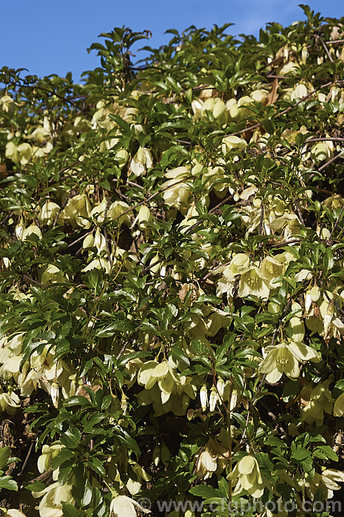 <i>Clematis cirrhosa</i> 'Wisley Cream', a cultivar of a small-flowered, winter to spring blooming, evergreen climber native to southern Europe. Its flowers are a little larger than those of the species and lack the purple spotting often seen with the species. The flowers are often mildly scented. Order: Ranunculales, Family: Ranunculaceae