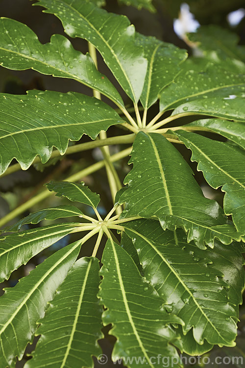 Mature foliage of the Threadleaf. False Aralia (<i>Schefflera veitchii [syn. Dizygotheca elegantissima]), a popular houseplant when young due to its narrow, lacy, deep bronze green foliage. It is a native of New Caledonia and develops into a tree up to 12m tall with mature foliage that broad and quite different from that of the juvenile plant. schefflera-2489htm'>Schefflera. Order: Apiales, Family: Araliaceae