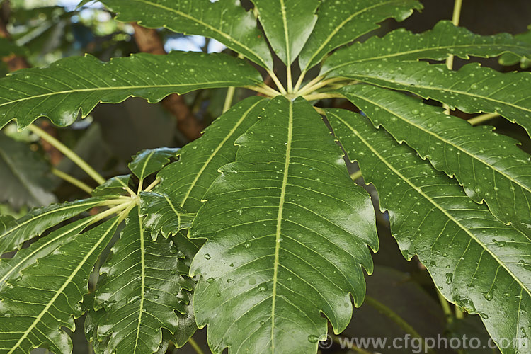 Mature foliage of the Threadleaf. False Aralia (<i>Schefflera veitchii [syn. Dizygotheca elegantissima]), a popular houseplant when young due to its narrow, lacy, deep bronze green foliage. It is a native of New Caledonia and develops into a tree up to 12m tall with mature foliage that broad and quite different from that of the juvenile plant. schefflera-2489htm'>Schefflera. Order: Apiales, Family: Araliaceae