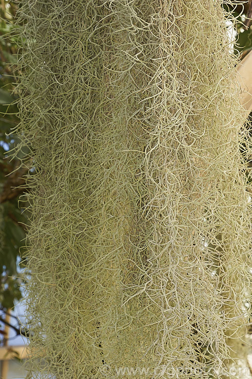 Spanish Moss or Old Man's Beard (<i>Tillandsia usneoides</i>), found from the southeastern US to Chile and Argentina, this xerophytic bromeliad festoons trees, power lines and other perches in warm humid areas. Order: Poales, Family: Bromeliaceae