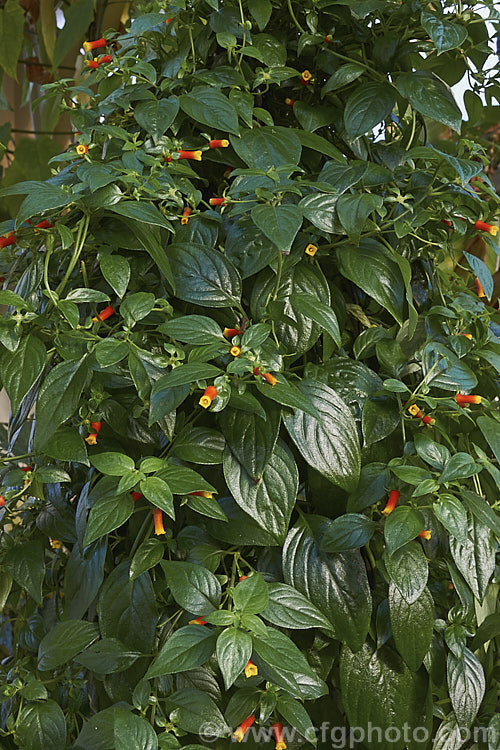 Brazilian. Firecracker or Firecracker Vine (<i>Manettia luteorubra [syns. Manettia bicolor, Manettia inflata]), a continuous-flowering, evergreen, twining vine that despite the common name is native to Paraguay and Uruguay. It is soft-stemmed and frost-tender but easily raised from seed or cuttings and is often treated as an annual in temperate gardens or grown as a house or greenhouse plant. manettia-3122htm'>Manettia. <a href='rubiaceae-plant-family-photoshtml'>Rubiaceae</a>.