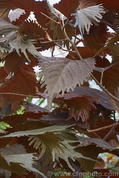 <i>Acalypha wilkesiana</i>) 'Haleakala', a deep purple-bronze foliaged cultivar of Jacob's Coat, Copperleaf or Fijian Fire Plant, a shrub native to the tropical Pacific Islands. Its flower tassels are attractive, but it is primarily a foliage plant. Order: Malpighiales, Family: Euphorbiaceae