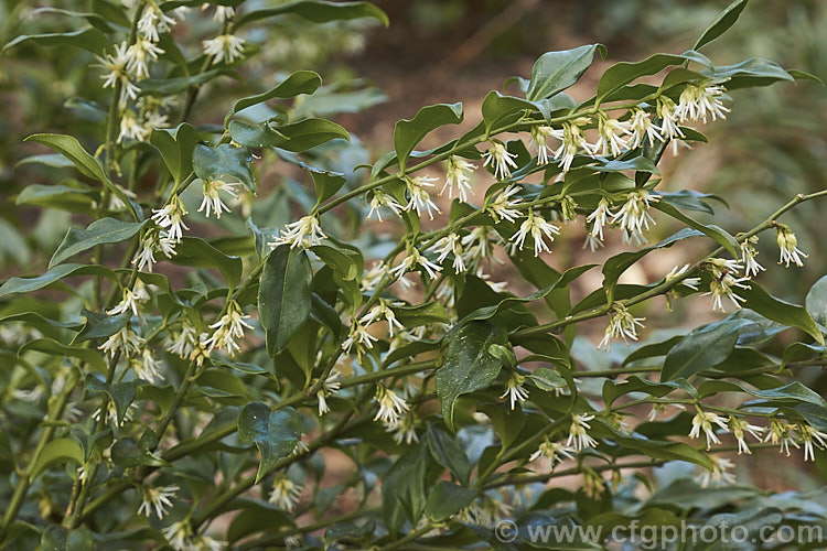 Sarcococca confusa (syn. Sarcococca humilis</i>), an evergreen, winter-flowering shrub, the wild origins of which are obscure. Similar in foliage and flower to the more common. Sarcococca ruscifolia, it grows to as much as 2m tall and has abundant fruit that turns from red to deep glossy black as it matures. sarcococca-2486htm'>Sarcococca. <a href='buxaceae-plant-family-photoshtml'>Buxaceae</a>.