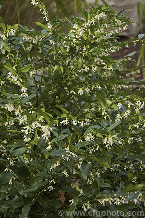 Sarcococca confusa (syn. Sarcococca humilis</i>), an evergreen, winter-flowering shrub, the wild origins of which are obscure. Similar in foliage and flower to the more common. Sarcococca ruscifolia, it grows to as much as 2m tall and has abundant fruit that turns from red to deep glossy black as it matures. sarcococca-2486htm'>Sarcococca. <a href='buxaceae-plant-family-photoshtml'>Buxaceae</a>.