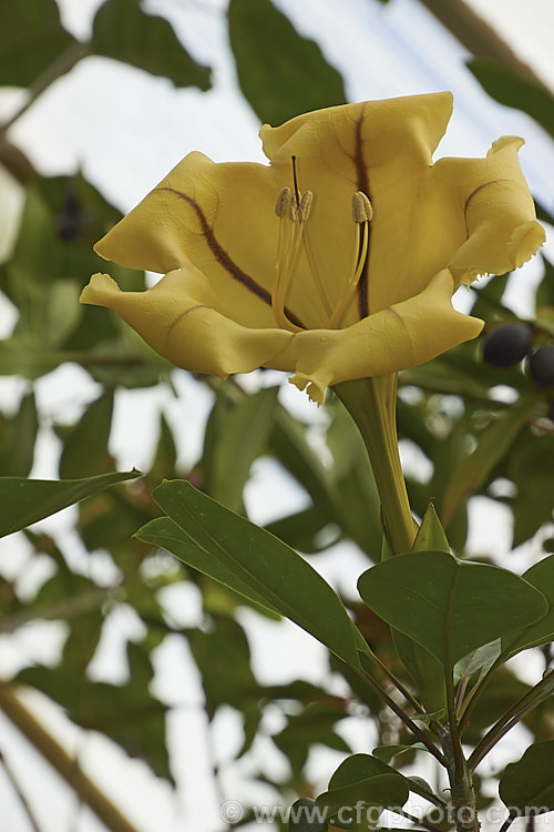 Cup of Gold or Chalice. Vine (<i>Solandra maxima [syn. Solandra nitida]), a strong-growing evergreen climber to 9m high and wide, found naturally from Mexico to Venezuela and Colombia