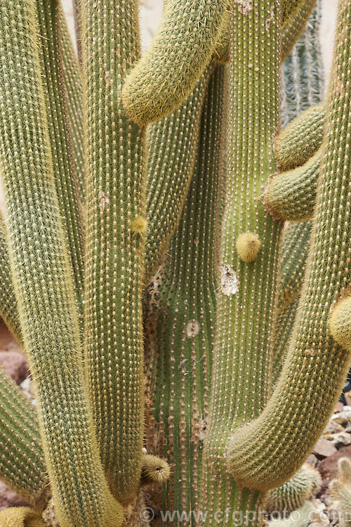 Weberbauerocereus winteriana var. flavus, a yellow-flowered variety of a tall, branching, tree-like cactus of a genus found in Central and South America. weberbauerocereus-3419htm'>Weberbauercereus. Order: Caryophyllales, Family: Cactaceae