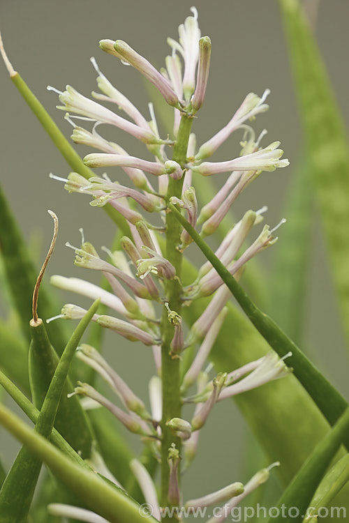 The flowerhead of Sansevieria parva, an evergreen xerophytic perennial found in tropical Kenya. Its narrow, banded leaves grow to around 45cm long. sansevieria-2484htm'>Sanseviera.
