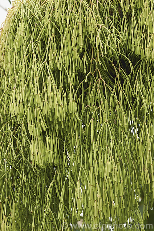 Mistletoe Cactus (<i>Rhipsalis clavata [syns. Hatiora clavata, Hariota clavata]), a trailing, spineless, epiphytic cactus native to Brazil. The small, deep yellow flowers are interesting but the jointed stems are the main feature and the plant is usually cultivated in hanging basket so that the plant forms a curtain of stems