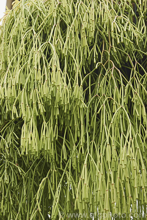Mistletoe Cactus (<i>Rhipsalis clavata [syns. Hatiora clavata, Hariota clavata]), a trailing, spineless, epiphytic cactus native to Brazil. The small, deep yellow flowers are interesting but the jointed stems are the main feature and the plant is usually cultivated in hanging basket so that the plant forms a curtain of stems