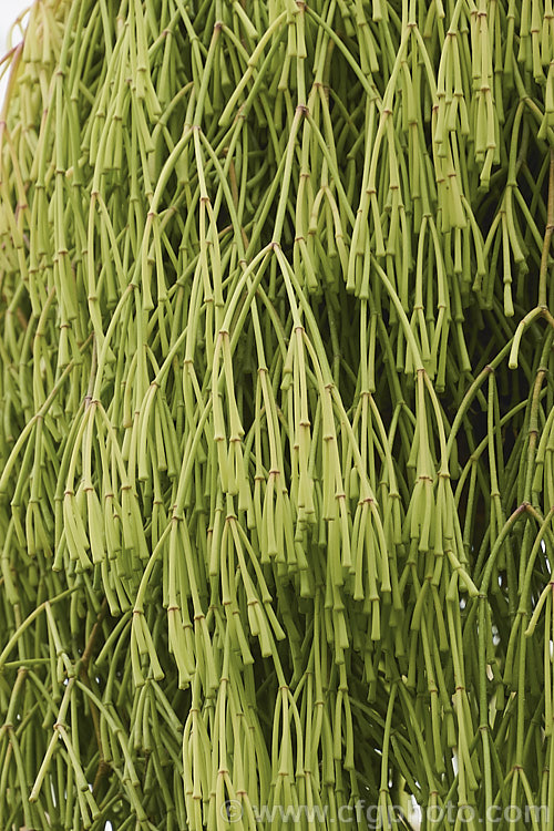 Mistletoe Cactus (<i>Rhipsalis clavata [syns. Hatiora clavata, Hariota clavata]), a trailing, spineless, epiphytic cactus native to Brazil. The small, deep yellow flowers are interesting but the jointed stems are the main feature and the plant is usually cultivated in hanging basket so that the plant forms a curtain of stems