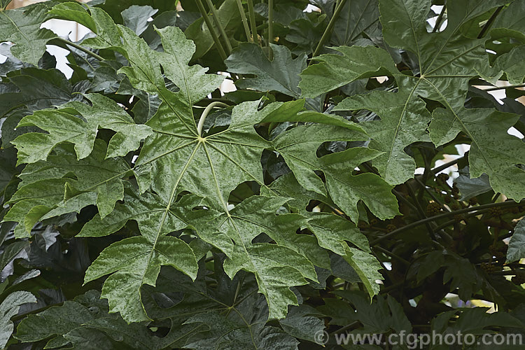 Snowflake. Tree (<i>Trevesia palmata 'Micholitzii'), a cultivar of a large shrub or small tree native to tropical Asia, found from India to Thailand and southern China. It differs from the species in have more finely divided foliage that when young has a covering of silvery buff hairs rather than red-brown. Also, the petioles are always smooth, while those of the species sometimes carry fine prickles. trevesia-3365htm'>Trevesia. Order: Apiales, Family: Araliaceae