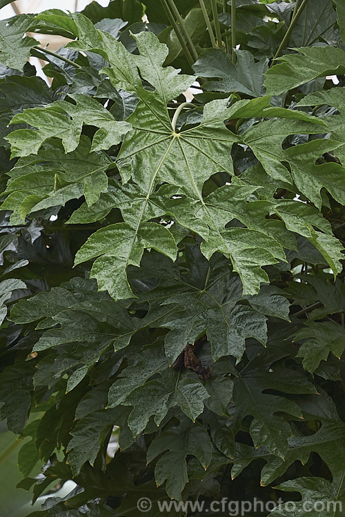 Snowflake. Tree (<i>Trevesia palmata 'Micholitzii'), a cultivar of a large shrub or small tree native to tropical Asia, found from India to Thailand and southern China. It differs from the species in have more finely divided foliage that when young has a covering of silvery buff hairs rather than red-brown. Also, the petioles are always smooth, while those of the species sometimes carry fine prickles. trevesia-3365htm'>Trevesia. Order: Apiales, Family: Araliaceae