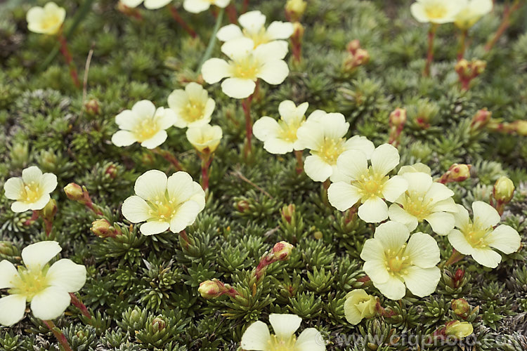 Saxifraga x boydii 'Aretiastrum' (syn 'Valerie. Finnis'), a cultivar of a hybrid between Saxifraga aretioides and Saxifraga burseriana, 'Aretiastrum' is a compact, tufting saxifrage that flowers in late winter to early spring. saxifraga-2487htm'>Saxifraga. <a href='saxifragaceae-plant-family-photoshtml'>Saxifragaceae</a>.