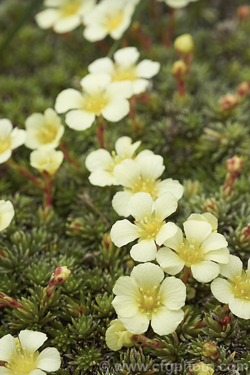 Saxifraga x boydii 'Aretiastrum' (syn 'Valerie. Finnis'), a cultivar of a hybrid between Saxifraga aretioides and Saxifraga burseriana, 'Aretiastrum' is a compact, tufting saxifrage that flowers in late winter to early spring. saxifraga-2487htm'>Saxifraga. <a href='saxifragaceae-plant-family-photoshtml'>Saxifragaceae</a>.