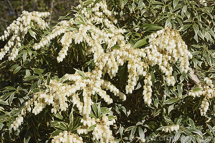 Pieris japonica 'Variegata', a densely foliaged, cream- and silver-variegated foliage cultivar of the common. Lily-of-the-Valley shrub, with pinkish new growth and creamy white flowers that open from early spring. pieris-2209htm'>Pieris. Order: Ericales, Family: Ericaceae