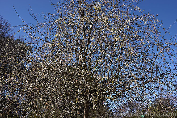 Weeping Callery Pear (<i>Pyrus calleryana 'Pendula') in early spring, just as the flowers open. This weeping cultivar of a deciduous tree native to China is usually grafted onto a tall standard stock to allow the weeping effect to be seen to the best effect, the branches eventually trailing to ground level. It is primarily grown for its form, but also has a good covering of white flowers in spring and bright orange to red autumn foliage. The small, inedible fruits may be red-tinted, though this is sometimes masked by the russet overtones. Order: Rosales, Family: Rosaceae