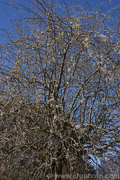 Weeping Callery Pear (<i>Pyrus calleryana 'Pendula') in early spring, just as the flowers open. This weeping cultivar of a deciduous tree native to China is usually grafted onto a tall standard stock to allow the weeping effect to be seen to the best effect, the branches eventually trailing to ground level. It is primarily grown for its form, but also has a good covering of white flowers in spring and bright orange to red autumn foliage. The small, inedible fruits may be red-tinted, though this is sometimes masked by the russet overtones. Order: Rosales, Family: Rosaceae