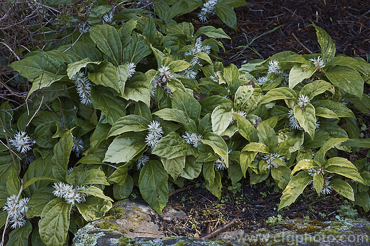Pachysandra axillaris subsp. stylosa (syn. Pachysandra stylosa</i>), a low, spreading, leathery leafed, evergreen, early spring-flowering perennial or subshrub native to Yunnan, China. pachysandra-2472htm'>Pachysandra. <a href='buxaceae-plant-family-photoshtml'>Buxaceae</a>.