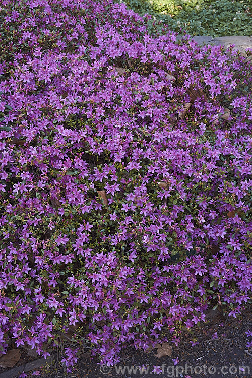 Rhododendron (evergreen azalea</i>) 'Kocho. No. Mai' (syn 'Butterfly. Dance'), a Kurume hybrid that grows to around 80cm high x 12m wide