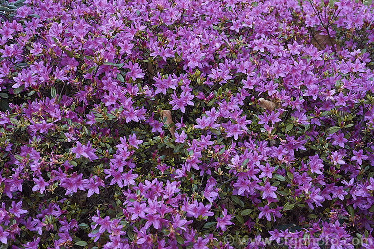 Rhododendron (evergreen azalea</i>) 'Kocho. No. Mai' (syn 'Butterfly. Dance'), a Kurume hybrid that grows to around 80cm high x 12m wide