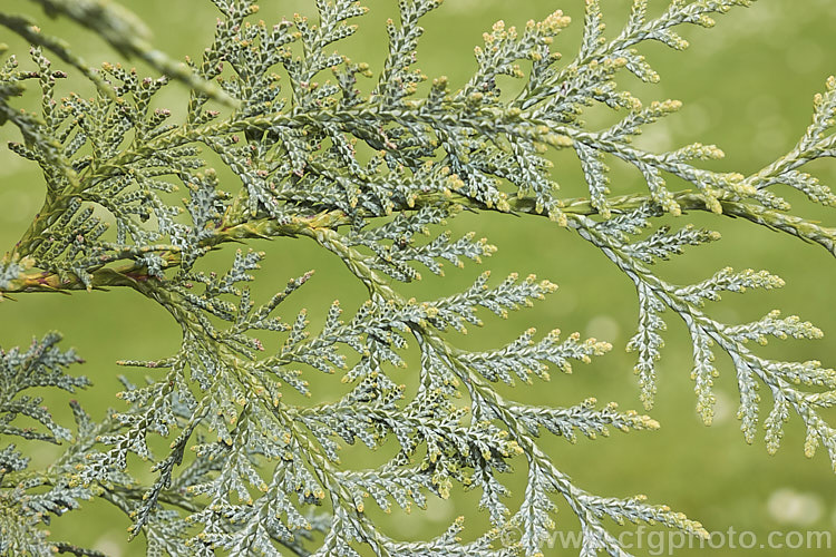 Korean Thuja (<i>Thuja koraiensis</i>), an evergreen conifer native to northern Korea and neighbouring parts of China. It is a small tree, up to 10m tall, with blue-tinted foliage that has conspicuous silvery-white stomatal bands on the undersides. Order: Pinales, Family: Cupressaceae