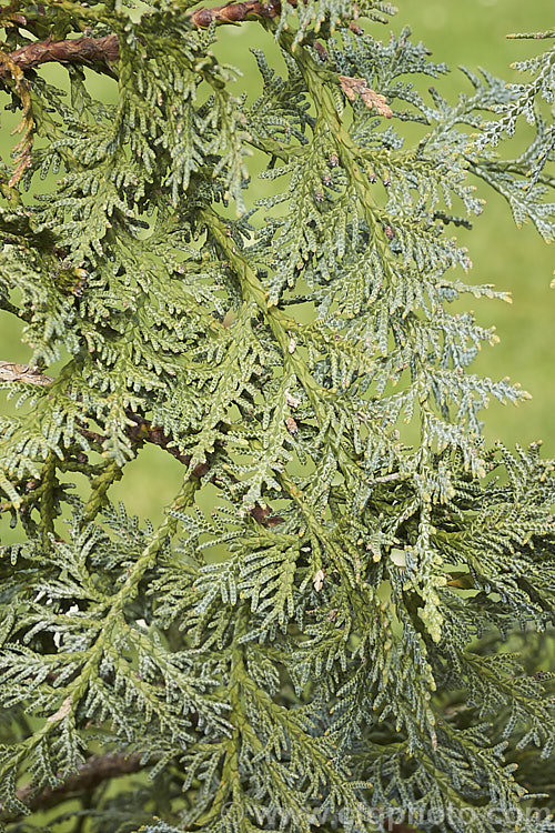 Korean Thuja (<i>Thuja koraiensis</i>), an evergreen conifer native to northern Korea and neighbouring parts of China. It is a small tree, up to 10m tall, with blue-tinted foliage that has conspicuous silvery-white stomatal bands on the undersides. Order: Pinales, Family: Cupressaceae