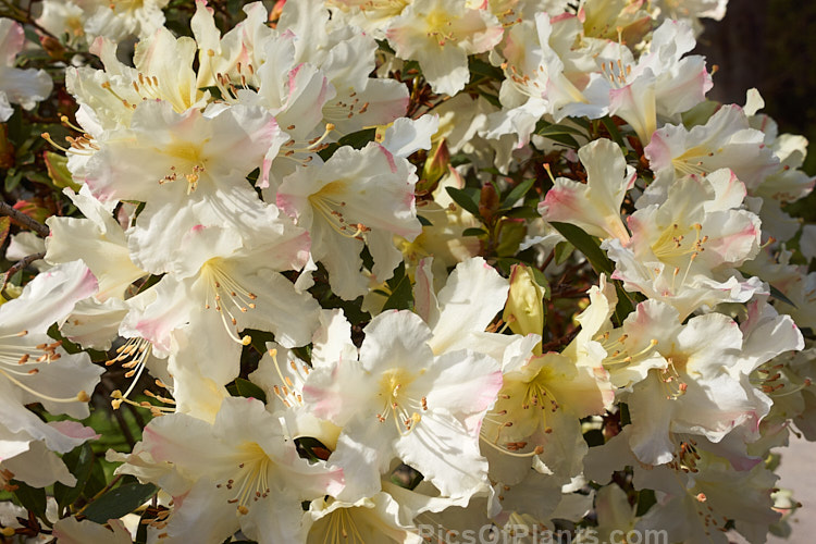 <i>Rhododendron</i> 'C.O.S.', a New Zealand-raised hybrid about which little is documented. It appears to date from the late 1960s, early 1970s and has mildly fragrant greenish-cream flowers. It grows to around 1.5m tall and blooms quite early. Order: Ericales, Family: Ericaceae