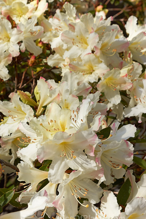 <i>Rhododendron</i> 'C.O.S.', a New Zealand-raised hybrid about which little is documented. It appears to date from the late 1960s, early 1970s and has mildly fragrant greenish-cream flowers. It grows to around 1.5m tall and blooms quite early. Order: Ericales, Family: Ericaceae