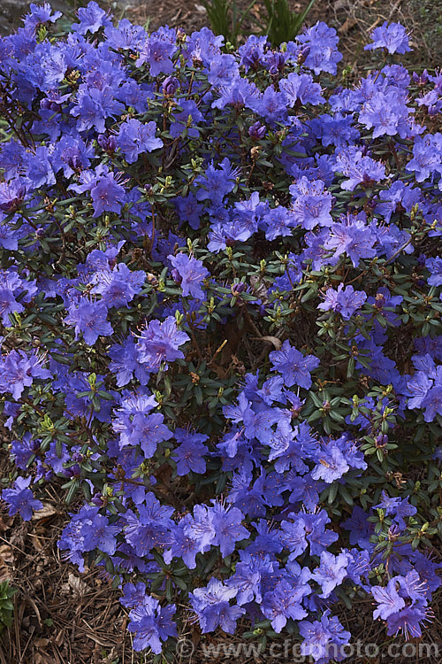 Rhododendron impeditum, a small, high altitude. Chinese species. Its flowers are as close to blue as any rhododendron